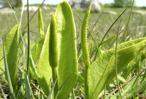 папоротник