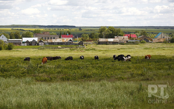 Деревня_коровы