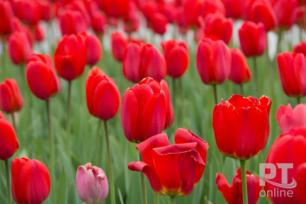 цветы_тюльпаны