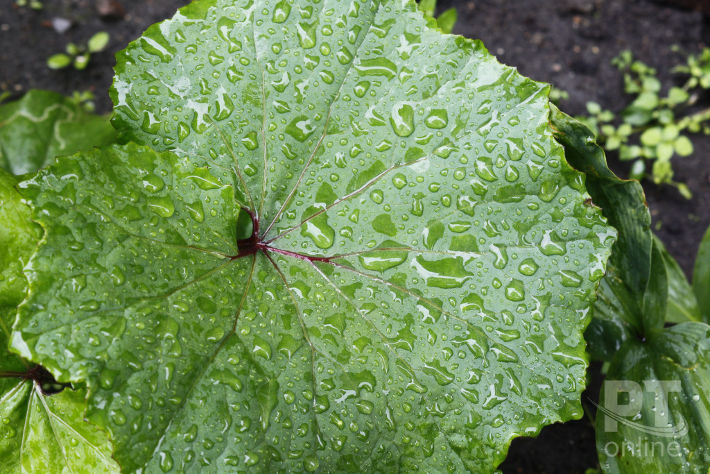 Погода дождь