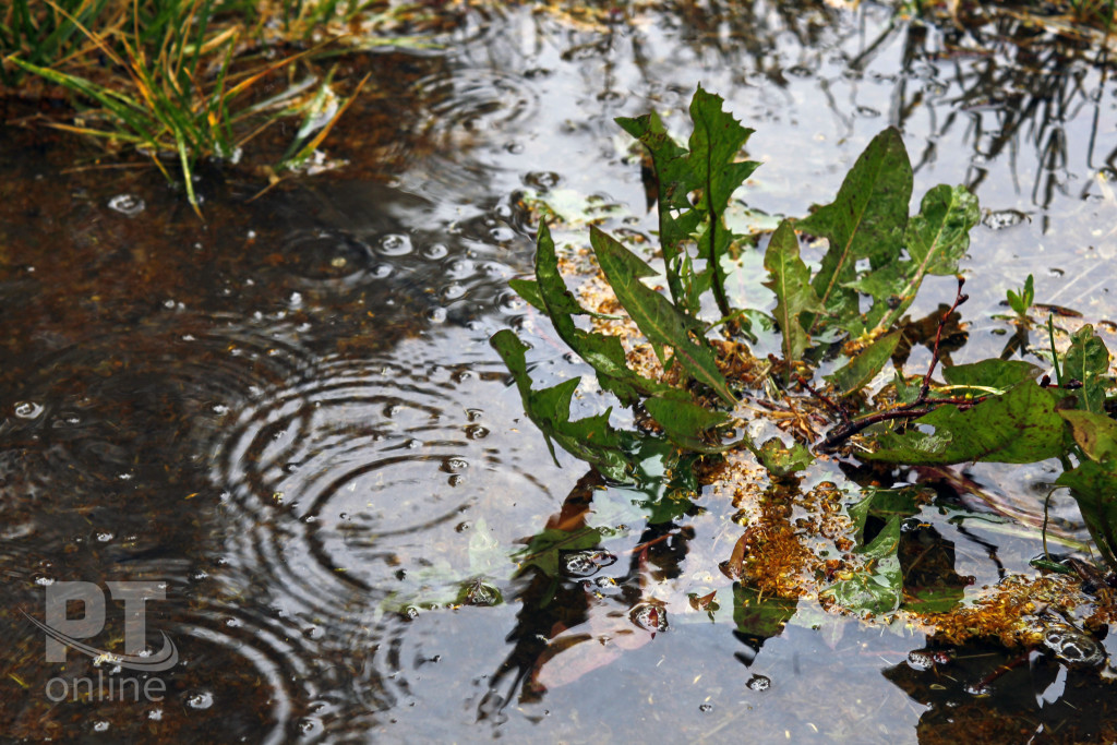 Погода_дождь_A8G1014