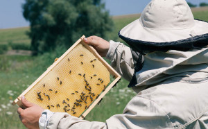 пчеловод