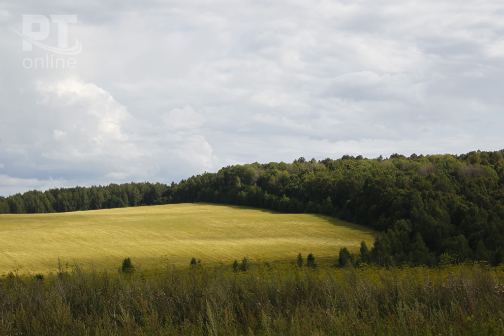 Пейзаж_природа_поле-лес_A8G2912