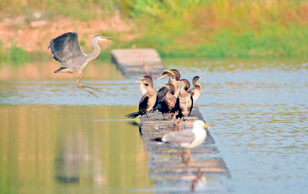 Большие-бакланы