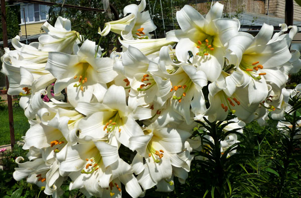 Lilies1