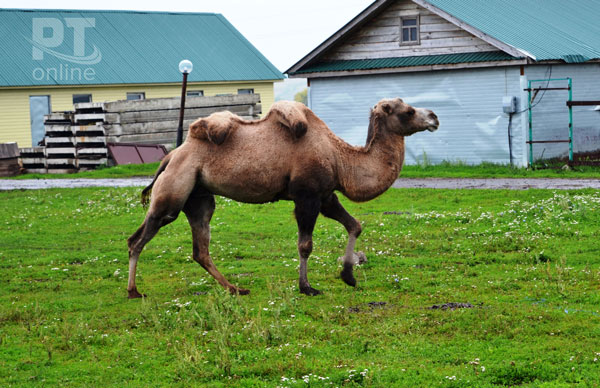 верблюд