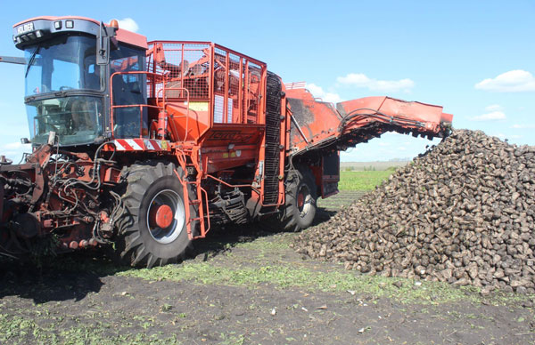 Сахарная-свекла