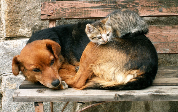 бездомные-животные