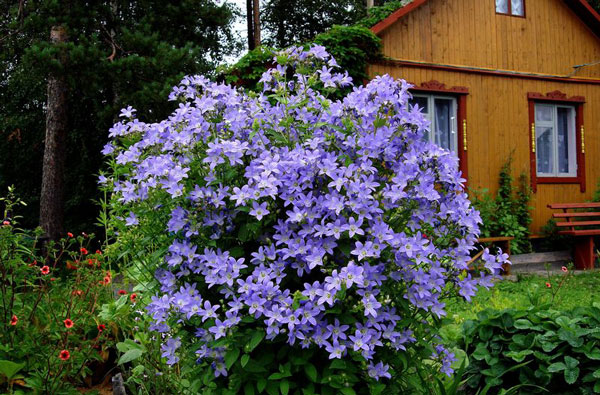 клемантисы