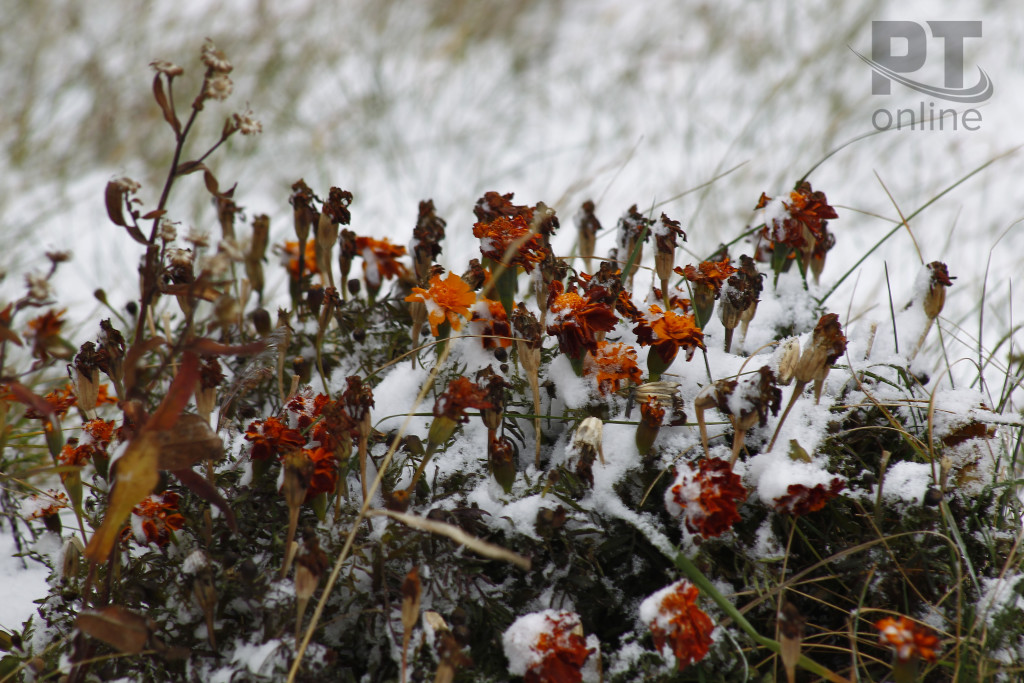 Погода_первый снег на цветах_A8G2870