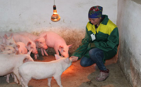 свиноферма