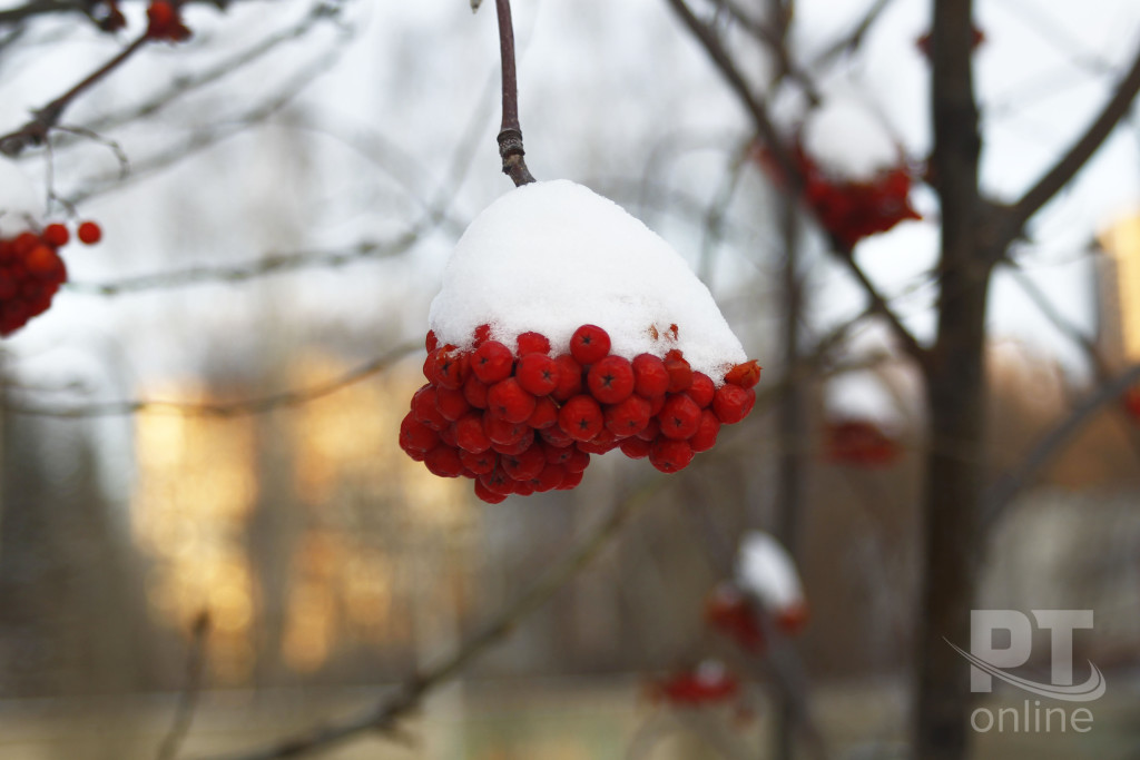 Погода_рябина_снег_A8G4428