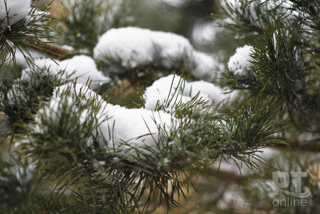 Погода_снег_елка_A8G4479