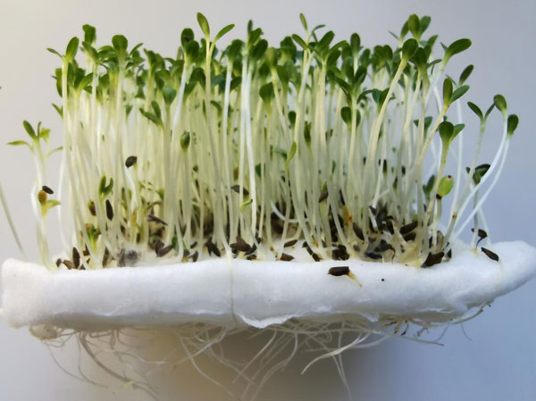 микрозелень