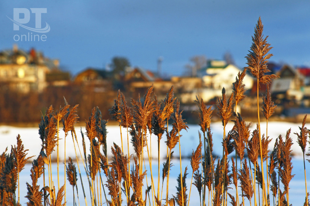 Погода_камыши_солнечно_A8G0655