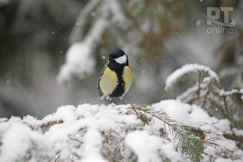 Птицы_синица_A8G4716