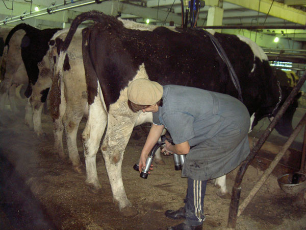 коровы-с-дояркой