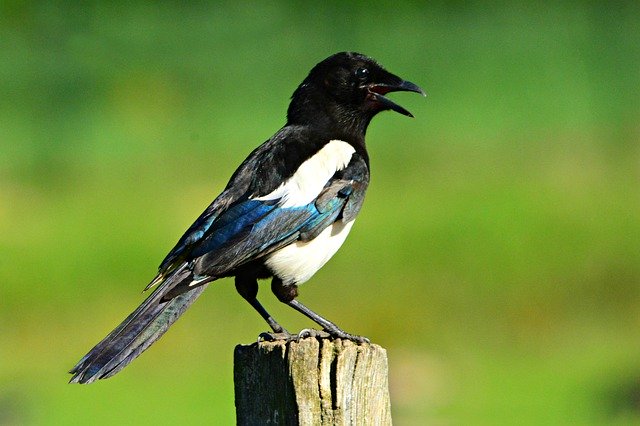 magpie-4309761_640