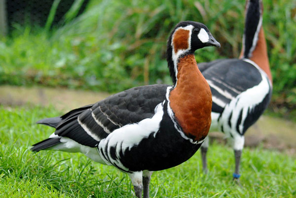 Краснозобуя-казарка