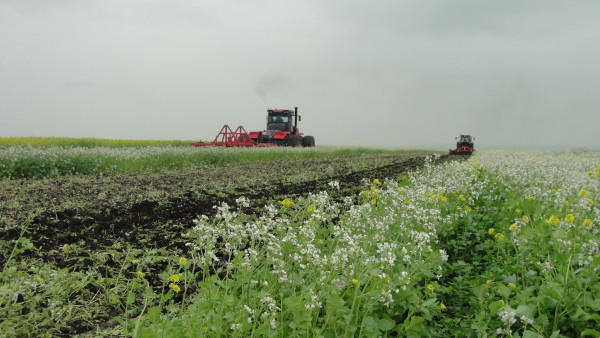 рапсовое поле=якушева (1)