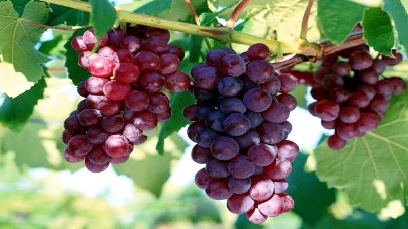 виноград