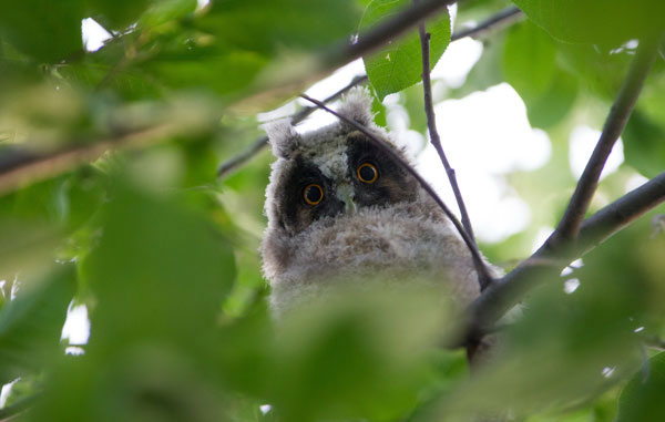 Ушастая-сова1