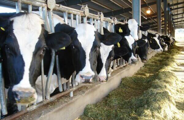 Молоко-Арск