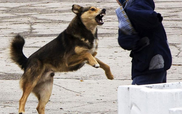 набросилась-собака