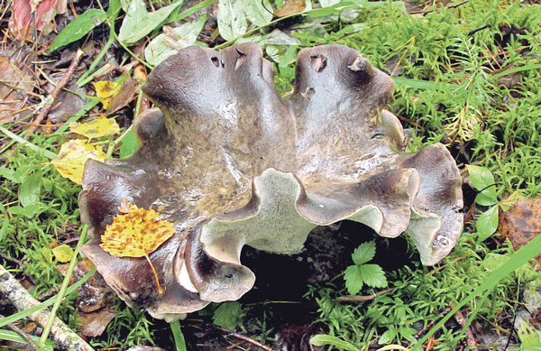 болетопсис