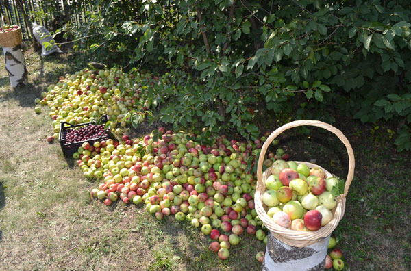 Яблочный-спас1