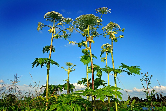 giant-hogweed-1492294_640