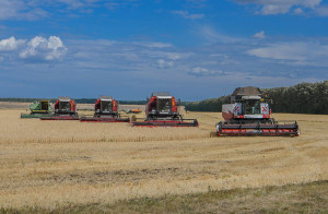 урожай-зерна