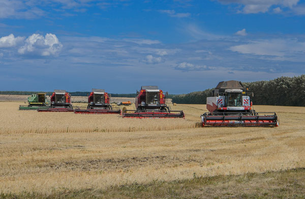 урожай-зерна