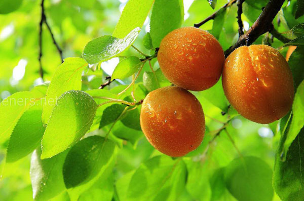 Абрикосы1