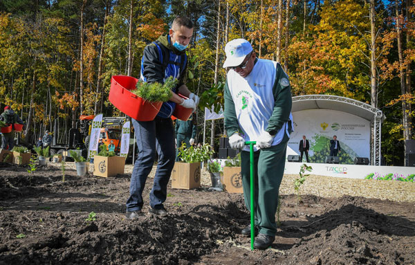 посадка-леса