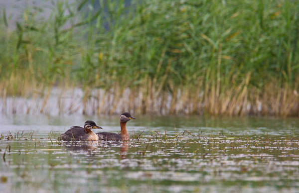 Cерощекая-поганка