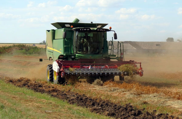 уборка-рапса