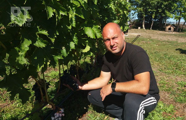 виноградник