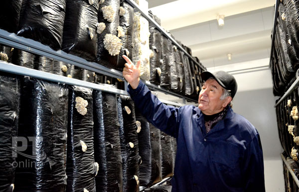 выращивание-грибов