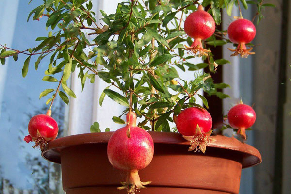 дерево-граната