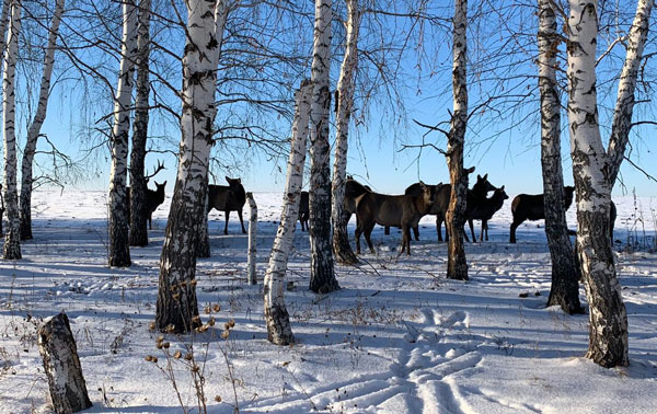 олени-моралы