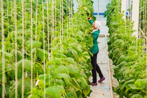 раюота-в-теплице