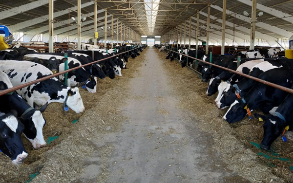 животноводы