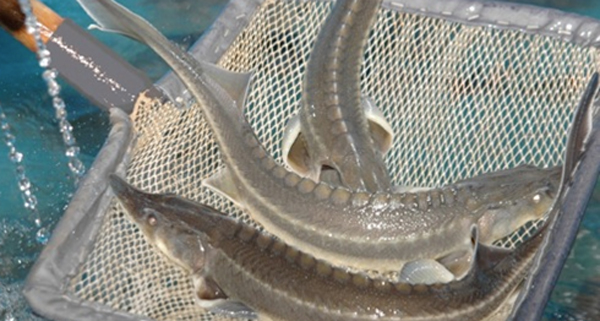 выращивание-рыбы