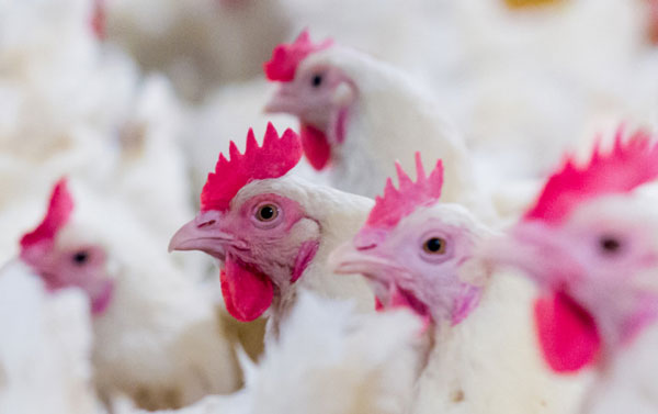 птицеводство