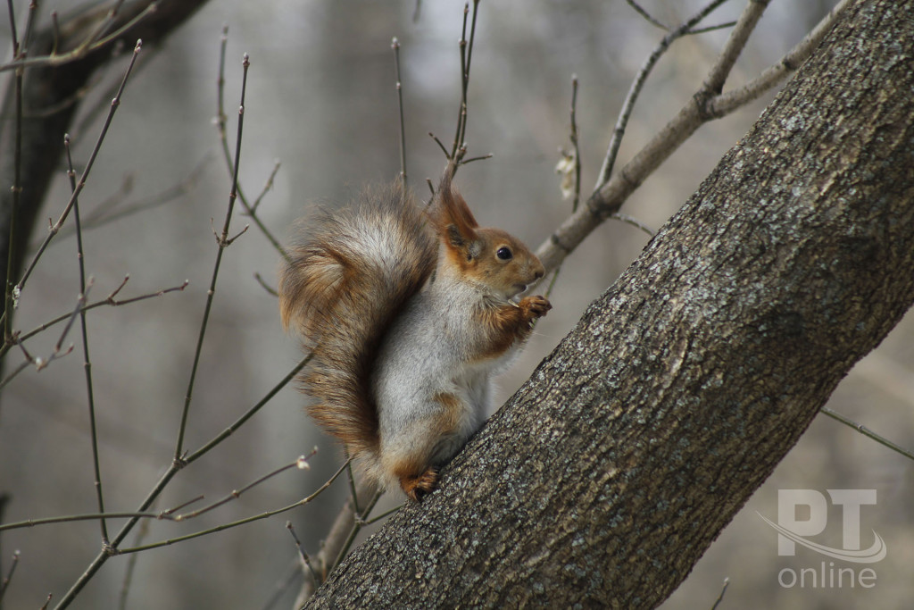 Белка ест_A8G6143
