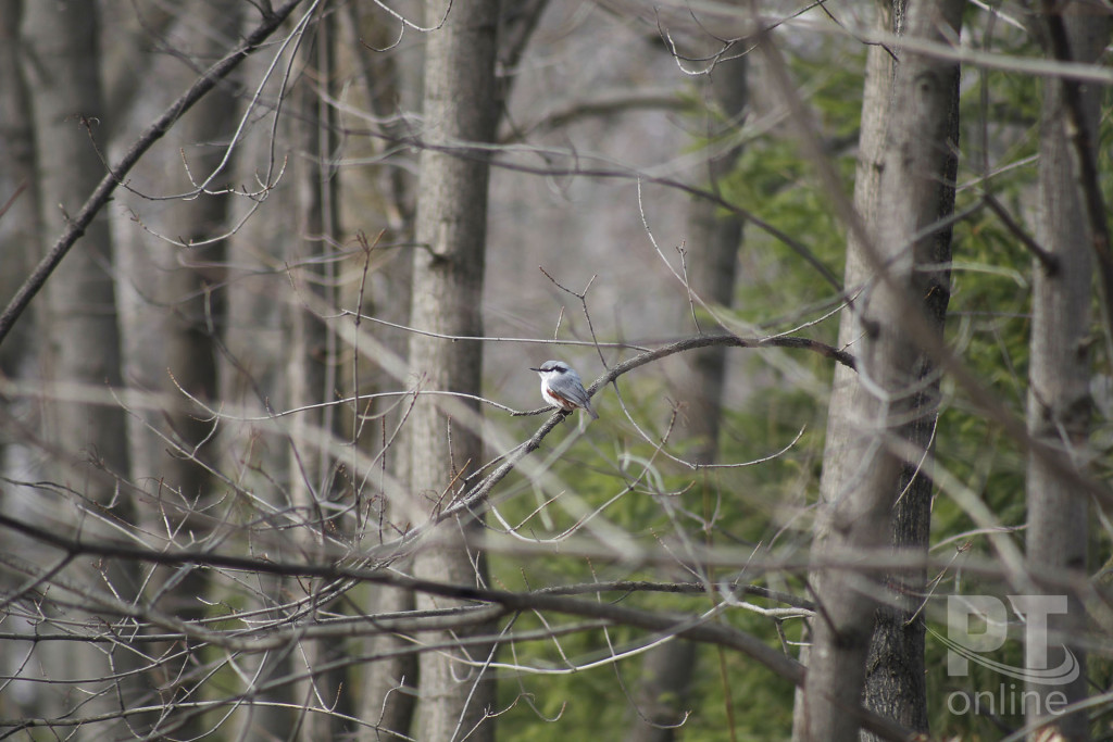Поползень_A8G6104