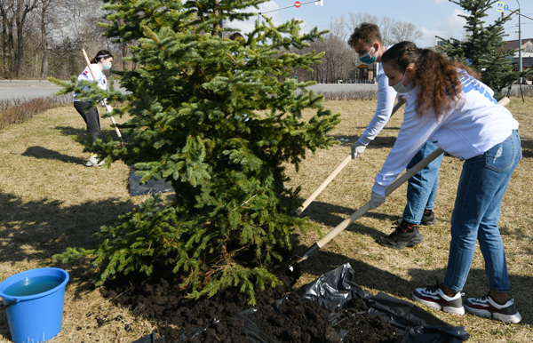 посадили-деревья