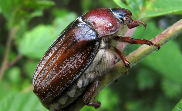 майский-жук