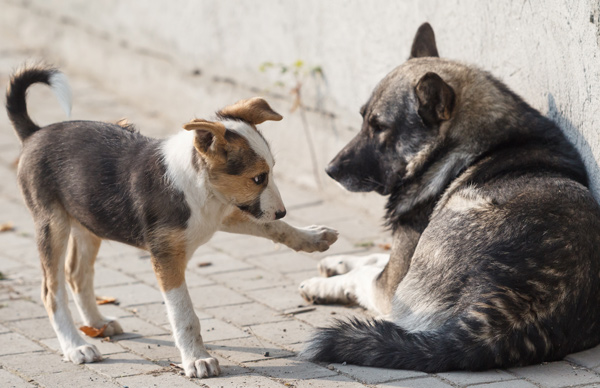 собаки-бездомные